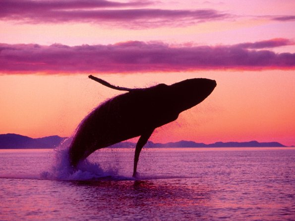 Crimson Flight, Humpback Whale, Alaska