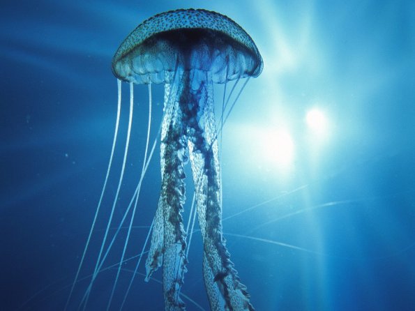 ElectricJellyfish