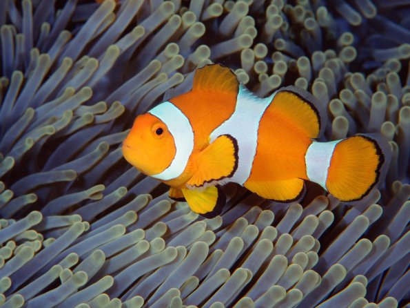 False Clown Anemonefish, Bali, Indonesia