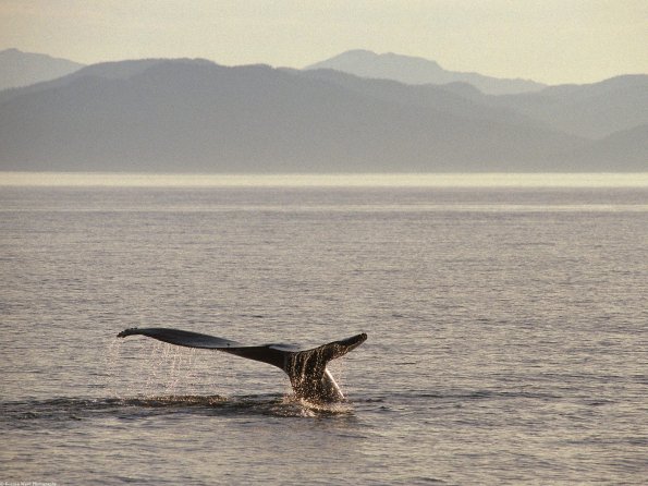 Humpback Whale Tail, Alaska