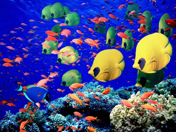 Life Below the Red Sea, Egypt