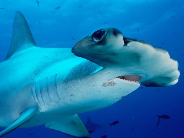 Scalloped Hammerhead