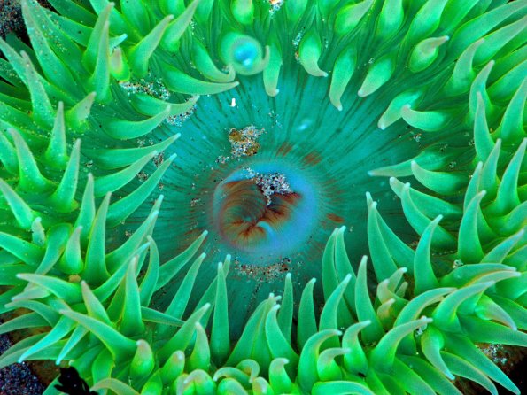 Sea Anemone