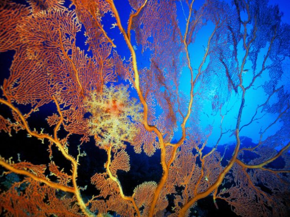 Sea Fan Colony