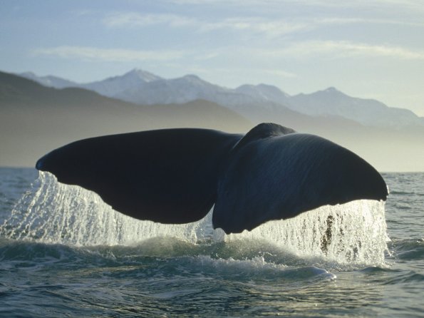 Sperm Whale