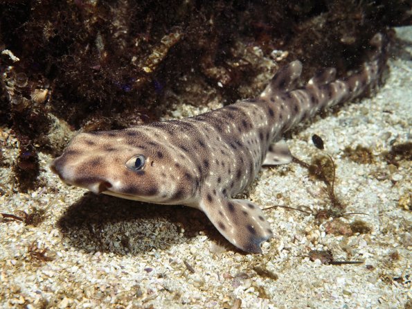 Swell Shark