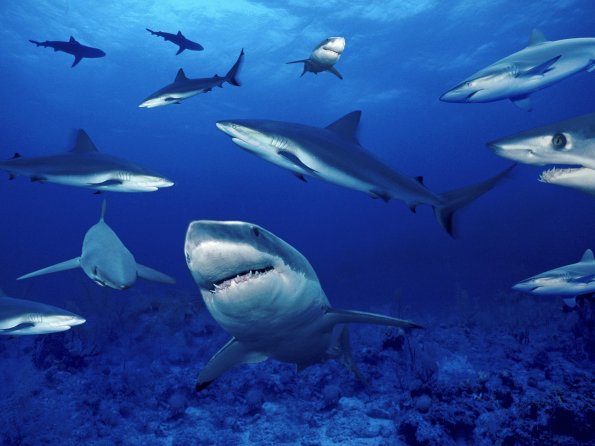 Terrors of the Deep