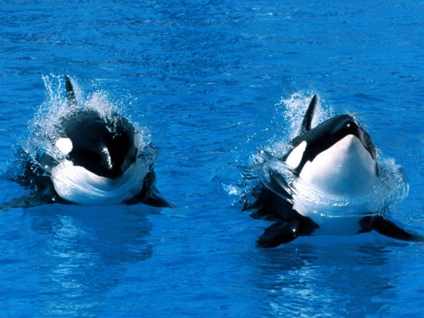 Treading Water, Killer Whale
