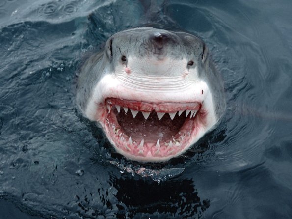 Yipes! Great White Shark, South Australia