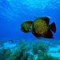 Angelfish
