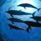 Atlantic Spotted Dolphins, Bahamas