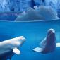 Belugas Underwater