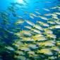 Blue-Banded Sea Perch