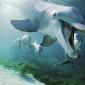 Bottlenose Dolphins, Hawaii