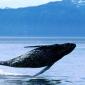 Breaching, Humpback Whale