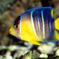 Caribbean Blue Angelfish, Gulf Of Mexico