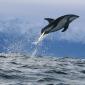 Dusky Dolphin, New Zealand