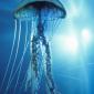 ElectricJellyfish