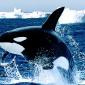 Emerging, Killer Whale
