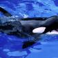 Feed Me!, Killer Whale