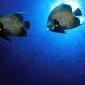 French Angelfish