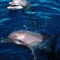 Frolicking Dolphins, Honduras