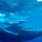 Humpback Whale, Hawaii