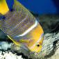 King Angelfish