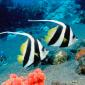 Long-Fin Bannerfish, Indonesia