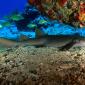 Nurse Shark, Virgin Islands