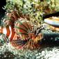 On Patrol, Lionfish