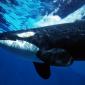 Orca Whale Underwater