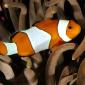Percula Clownfish, Indo-Pacific