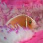 Pink Anemonefish
