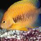 Potter's Angelfish