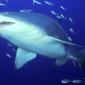 Predator, Sand Tiger Shark