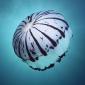 Purple-Striped Jellyfish, Southern California