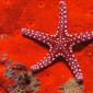 Red Starfish