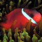 Red and Black Anemonefish