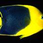 Rock Beauty Angelfish, Indo-Pacific