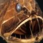 Savage of the Deep, Fangtooth, Eastern Pacific Ocean
