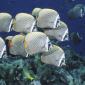 School of Collared Butterflyfish, Thailand