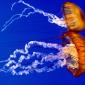 Sea Nettles