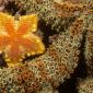 Southern Biscuit Star, Edithburgh Jetty, South Australia