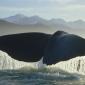 Sperm Whale