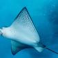 Spotted Eagle Ray