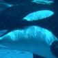 Submerged, Killer Whale