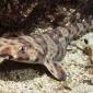 Swell Shark
