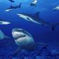 Terrors of the Deep