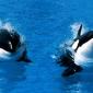 Treading Water, Killer Whale